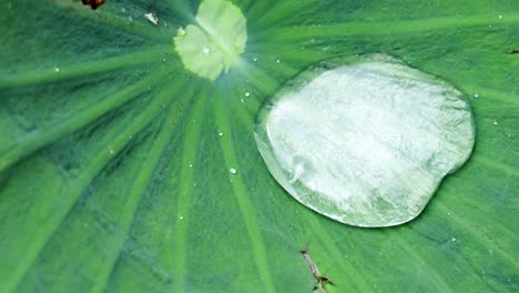 close-up of water droplets- raindrops rolling on the surface of a green lotus leaf on a windy day