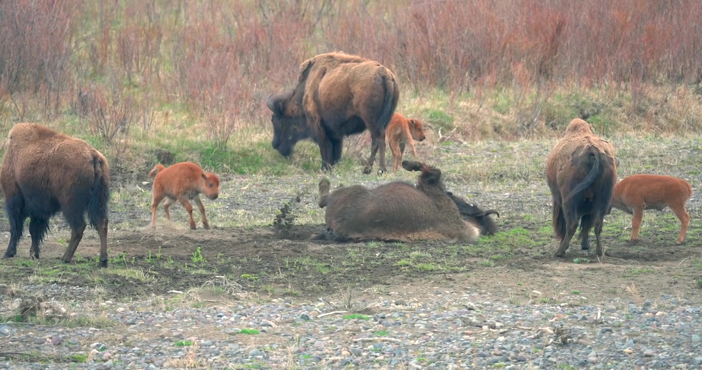 Here seen are some small bison calves jumping and playing excitedly while an adult bison dust bathes.