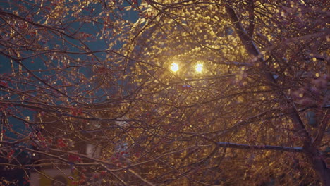 tree branches glistening with frost illuminated by golden streetlight glow, creating a magical winter scene with blurred residential building in the background