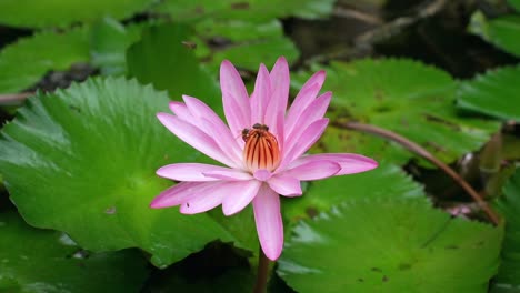 Honigbienen-In-Der-Seerose-Im-Seerosenteich-Im-Botanischen-Garten,-Mahe,-Seychellen-1080p