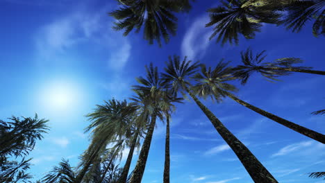 palm trees reaching towards a bright blue sky in a tropical setting