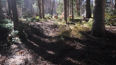 FPV-following-two-dogs-at-a-low-angle-in-a-shaded-forest