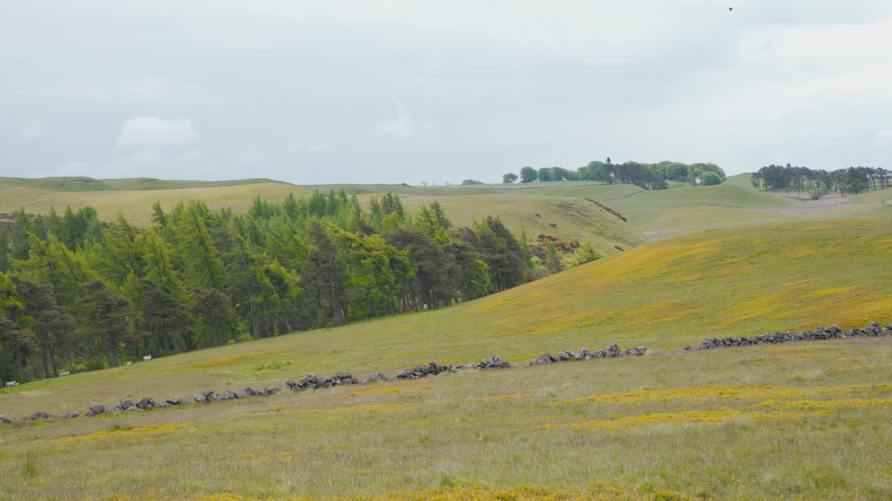 스코틀랜드 고원의 로몬드 언덕에 있는 암벽과 나무 숲
