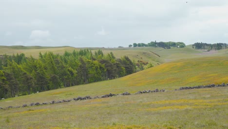 Pared-De-Roca-Y-Arboleda-En-Lomond-Hills-En-Las-Tierras-Altas-Escocesas