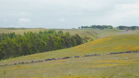pared de roca y arboleda en lomond hills en las tierras altas escocesas