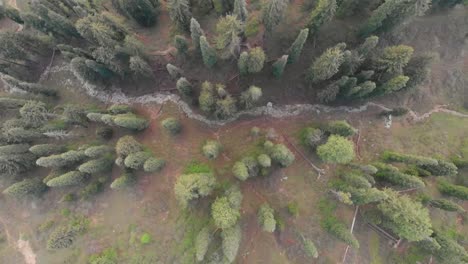 aerial over valley trees at swat valley in pakistan