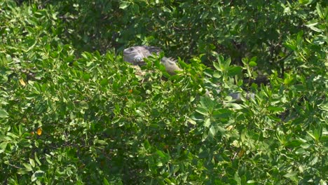 close-up-of-an-iguana-nestled-in-a-tree,-in-vibrant-green-foliage,-wildlife-in-its-natural-environment