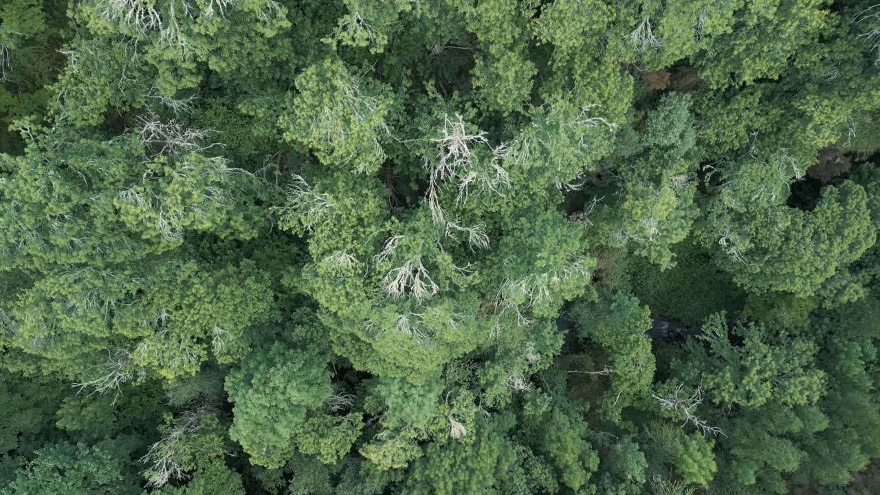 vista aérea de arriba de los árboles verdes de verano en el bosque de seceda, folgoso do courel, españa - toma de avión no tripulado