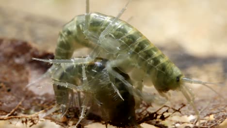 Freshwater-shrimp--mating-and-feeding