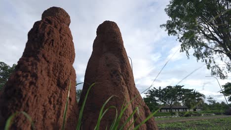 Large Termite Mounds in a Grassy Landscape Under a Cloudy Sky