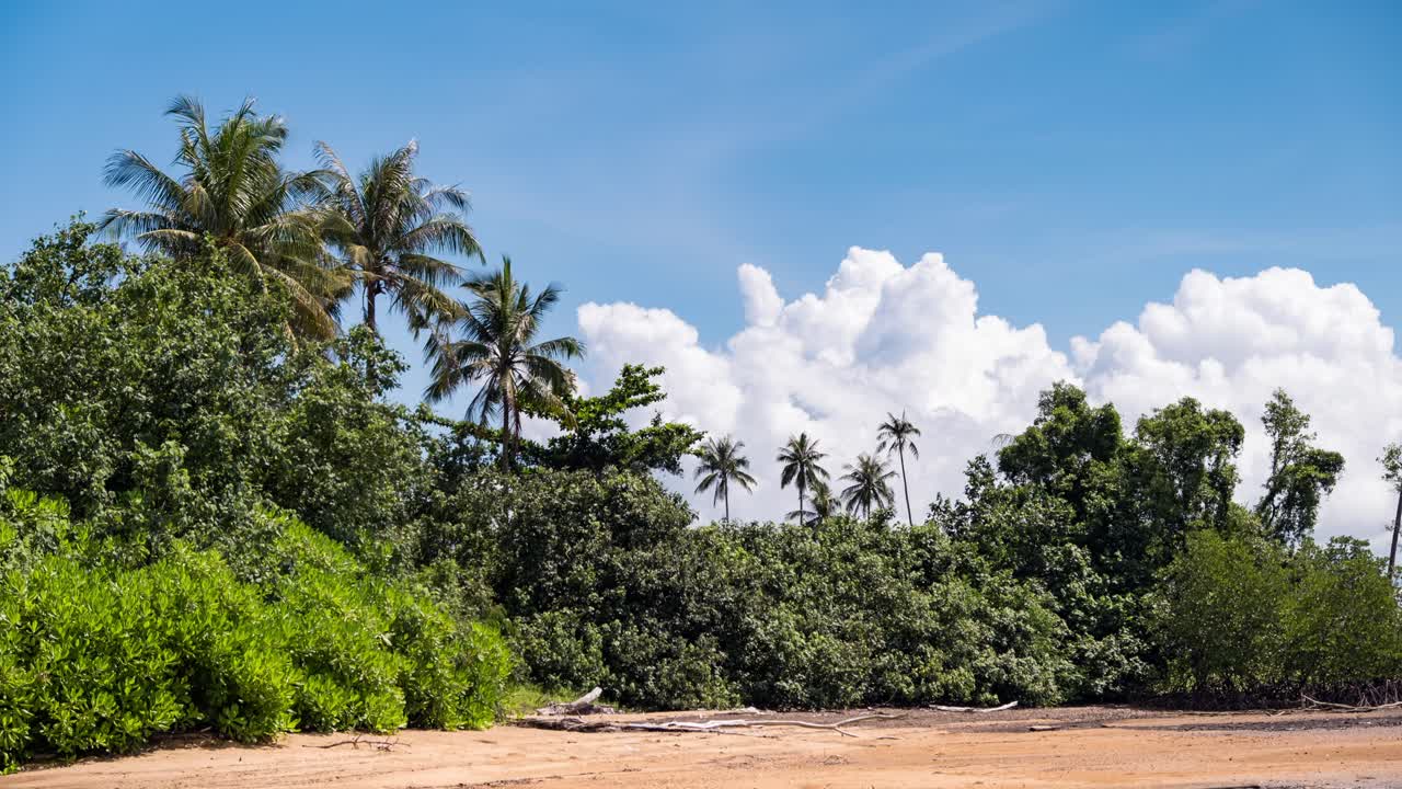 Timelapse of Scenic Beach Front with Palm Trees and Clouds Forming in Background