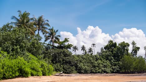 lapso de tiempo de frente a la playa escénica con palmeras y nubes que se forman en el fondo