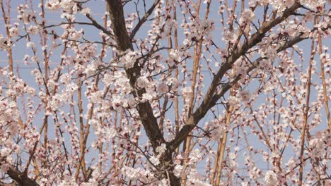 árbol-De-Sakura---Flores-De-Cerezo-En-Flor-Durante-La-Primavera-En-El-Parque