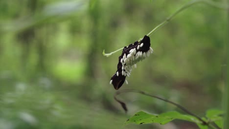 Schwarze-Raupe,-Die-Auf-Einem-Stamm-Mit-Parasitären-Braconidae-Wespenkokons-Auf-Dem-Rücken-Ruht