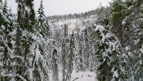 snow-blanket pine trees revealed korouoma canyon and frozen waterfalls in lapland, finland