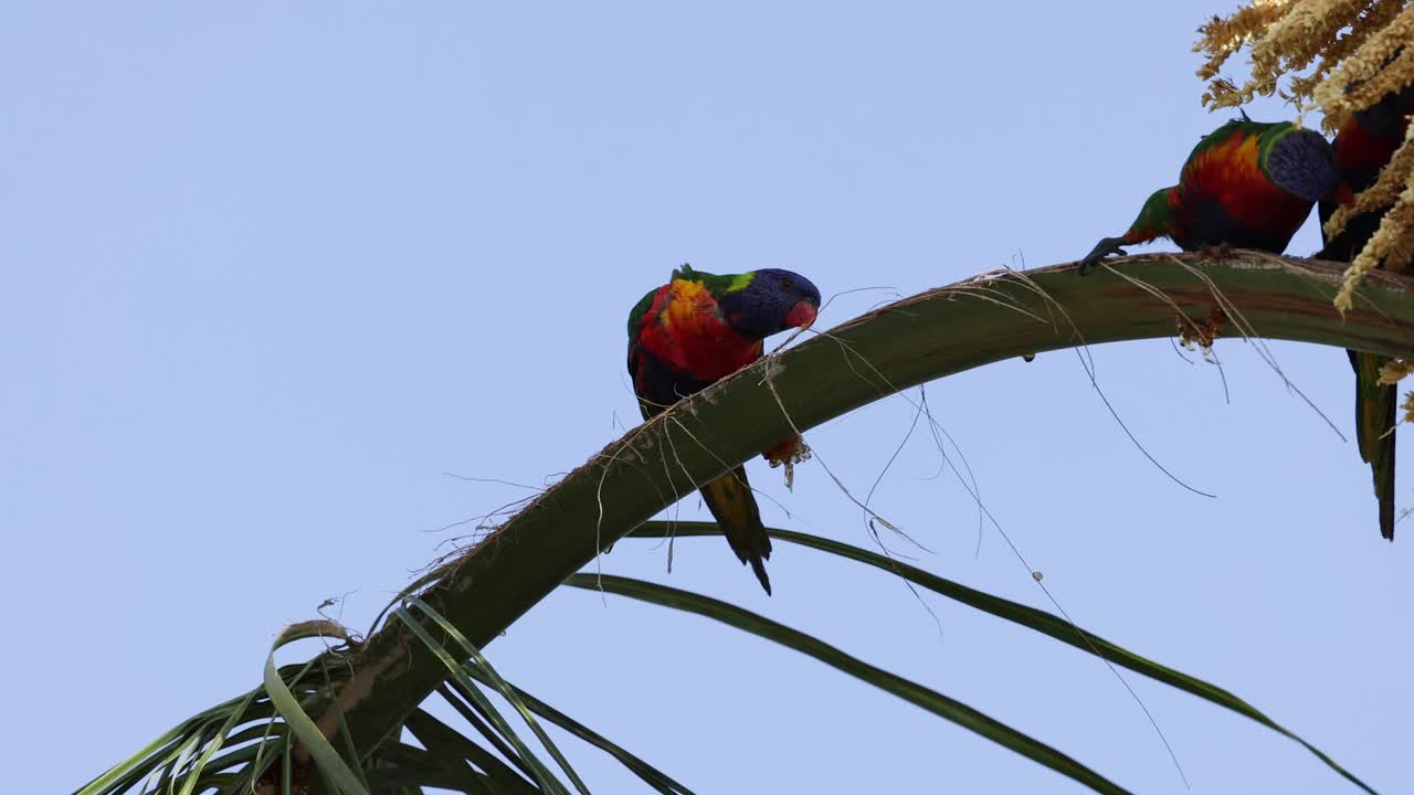 무새들은 나무와 상호 작용하고 먹이를 먹습니다.