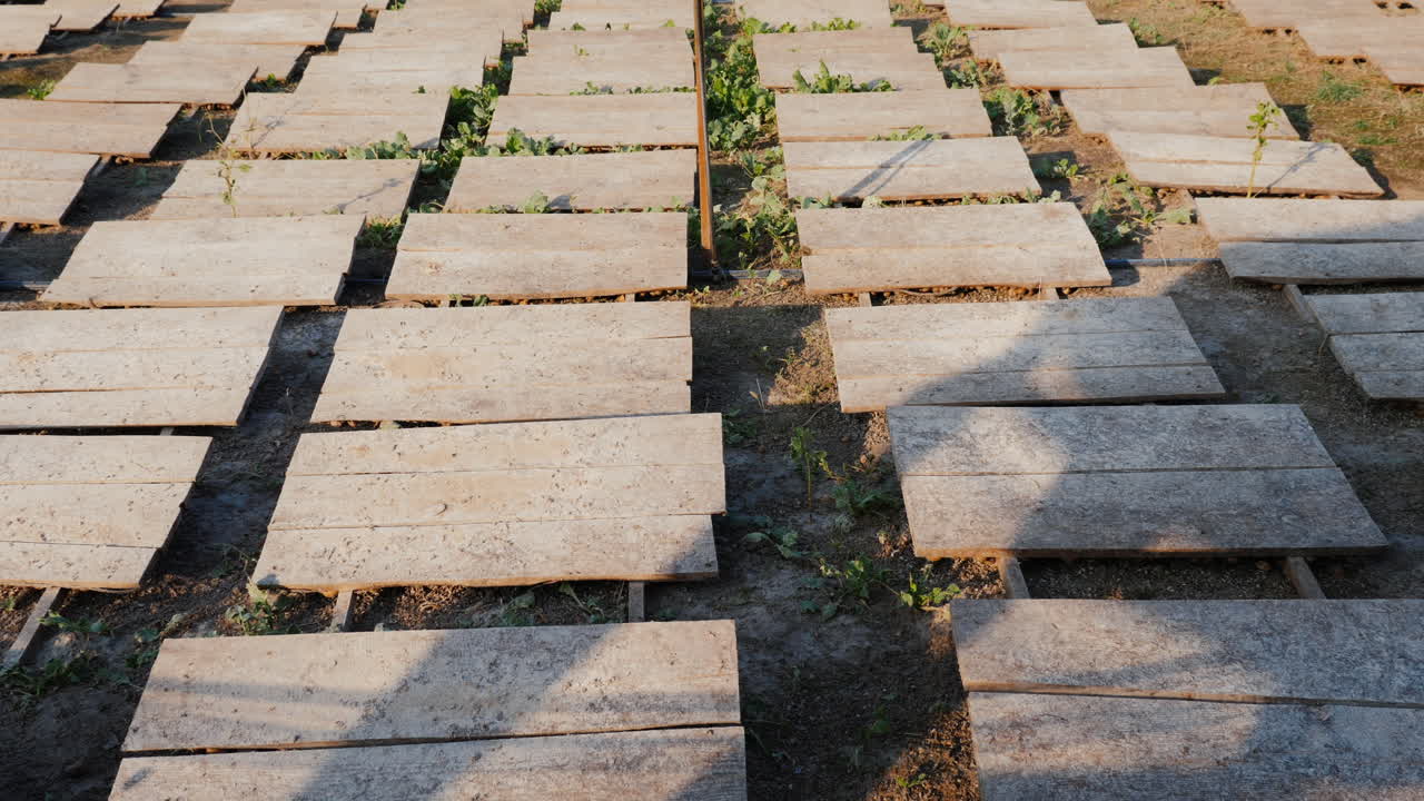 태양과 열로부터 보호하기 위해 나무 캐노피가 있는 달팽이 농장