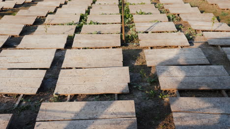 Snail-farm-with-wooden-canopies-to-protect-against-the-sun-and-heat