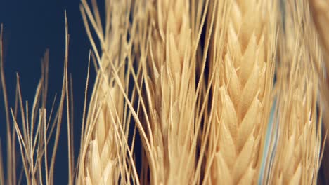 static closeup shot of wheat with lots of pattern and texture