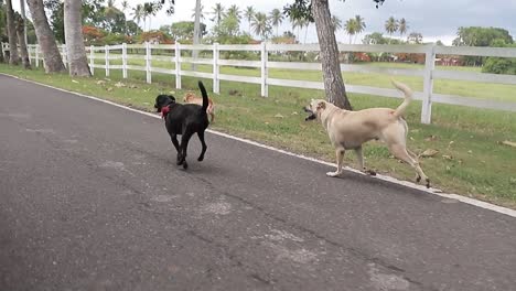 capture-of-dogs-running-happy-on-family-farm