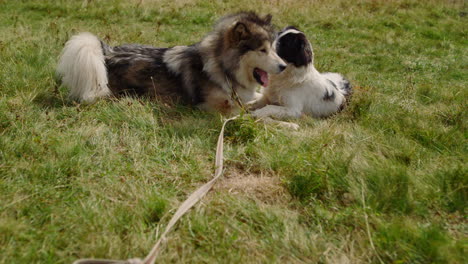 playful dogs lying grass on sunny day closeup. animals playing biting each other