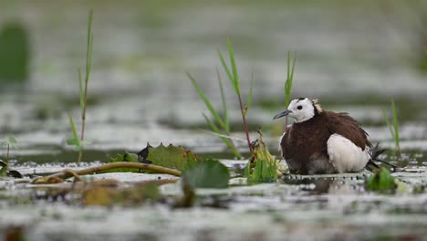 pheasant tailed jacana hiding chicks under her wings to save them from rain