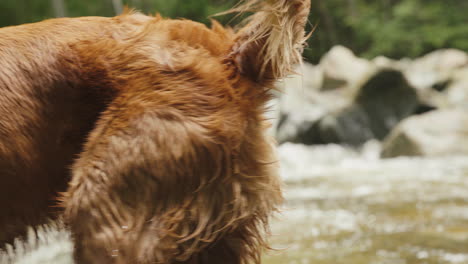 golden retriever puppy close up fur shaking next to river