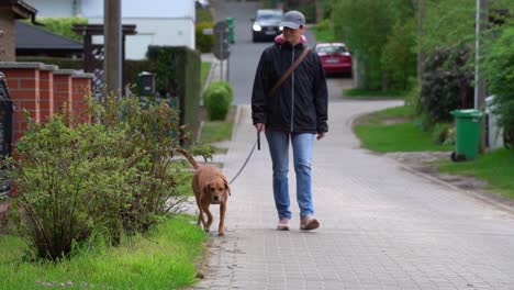 dog walking with its owner on a sidewalk sniffing around