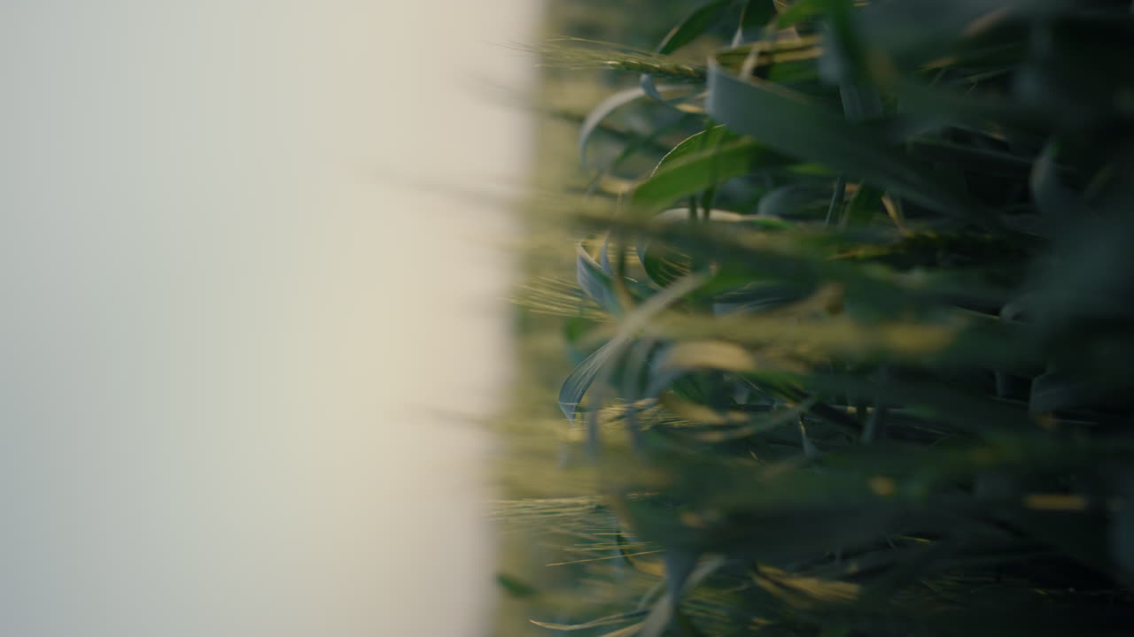 밀 저녁 빛 수직 뷰. 농경지에 있는 니가 가까이.