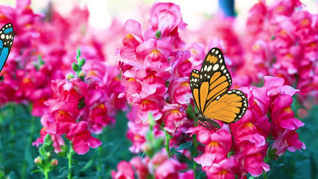 Farfalle colorate svolazzano con grazia tra vivaci fiori rosa, creando un'esperienza visiva vivace e incantevole