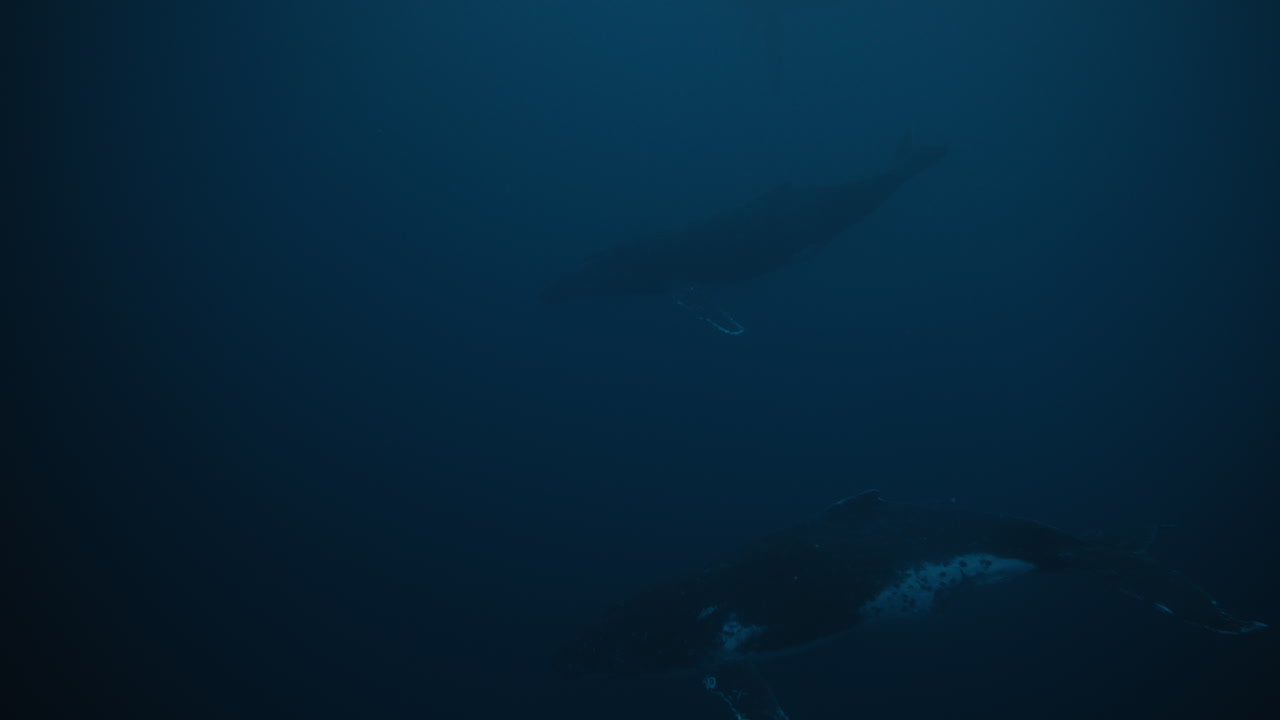 Distant humpback whale fading into deep ocean blue with partner, slow motion