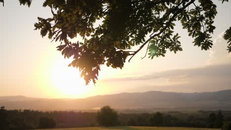 Magical-sunset-over-grassy-hills-shot-through-the-leaves-on-clear-summer-evening-during-golden-hour-with-gentle-evening-breeze