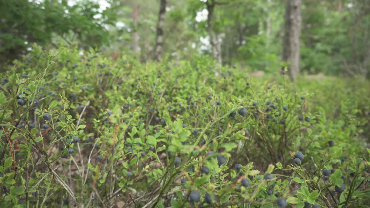 Blåbær vokser på buske i den vilde natur i skoven, nærbillede med kamerakørsel