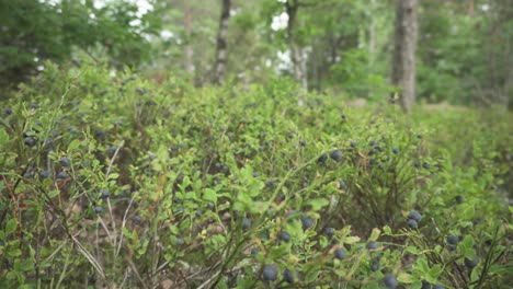 arándanos que crecen en arbustos en el medio silvestre en el bosque, carro deslizante cerrado