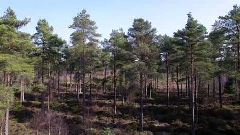 Imágenes-Cinematográficas-De-Drones-Aéreos-Que-Se-Elevan-Y-Vuelan-Sobre-El-Dosel-De-Un-Bosque-De-Pino-Silvestre-Nativo-En-Escocia-Con-Rayos-De-Luz-Que-Destacan-El-Brezo-Y-La-Alfombra-Verde-Cubierta-De-Musgo-Del-Suelo-Del-Bosque