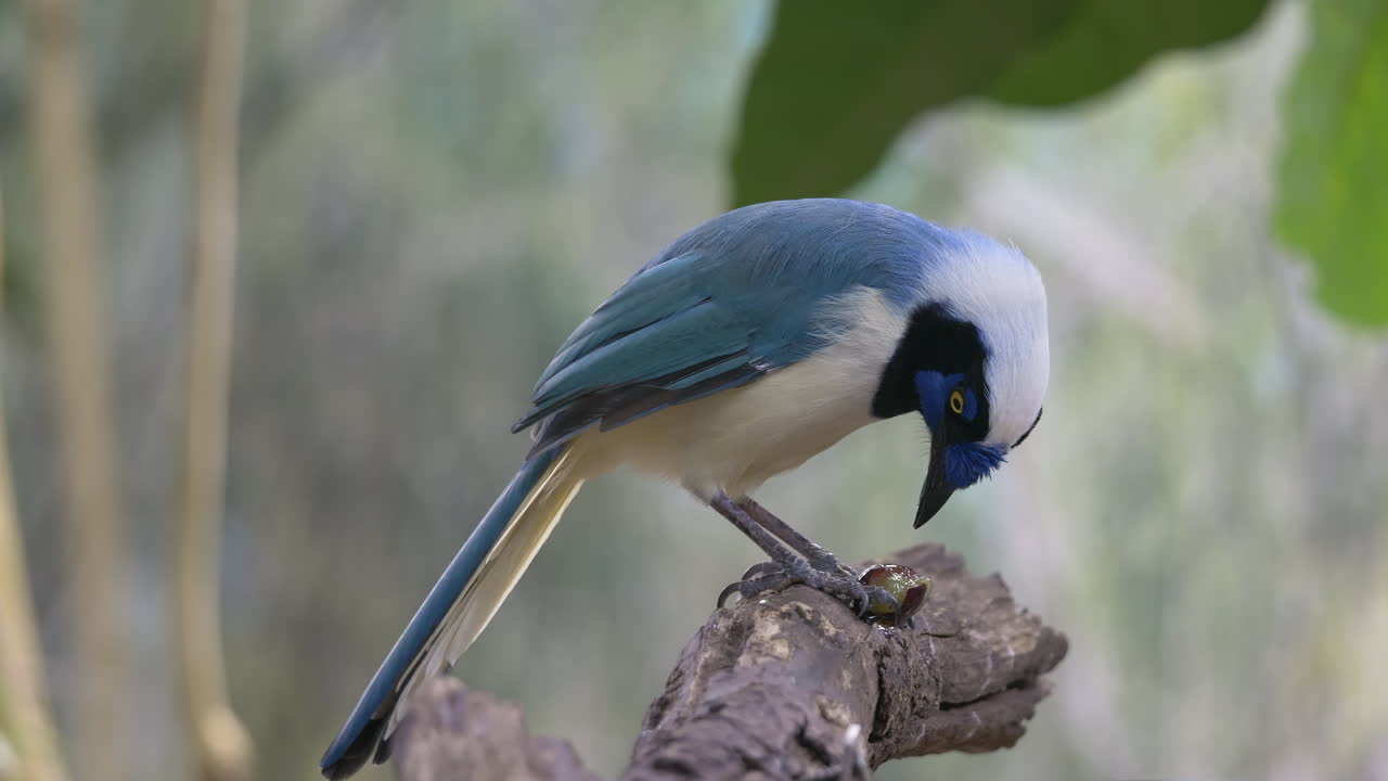 крупный план тропической зеленой птицы сойки, сидящей на ветке в тропических лесах америки - она ест дикие ягоды