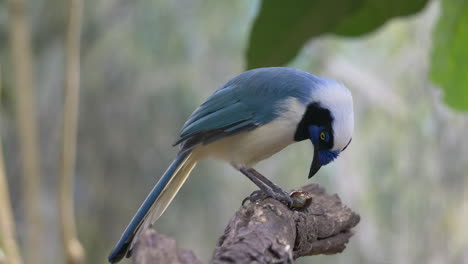 close up shot of tropical green jay bird perched on branch in rainforest of america - eating some wild berries