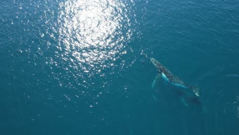 Ballenas-Jorobadas-Junto-Con-Delfines-Nariz-De-Botella-Nadando-En-Un-Día-Soleado-En-Qld,-Australia