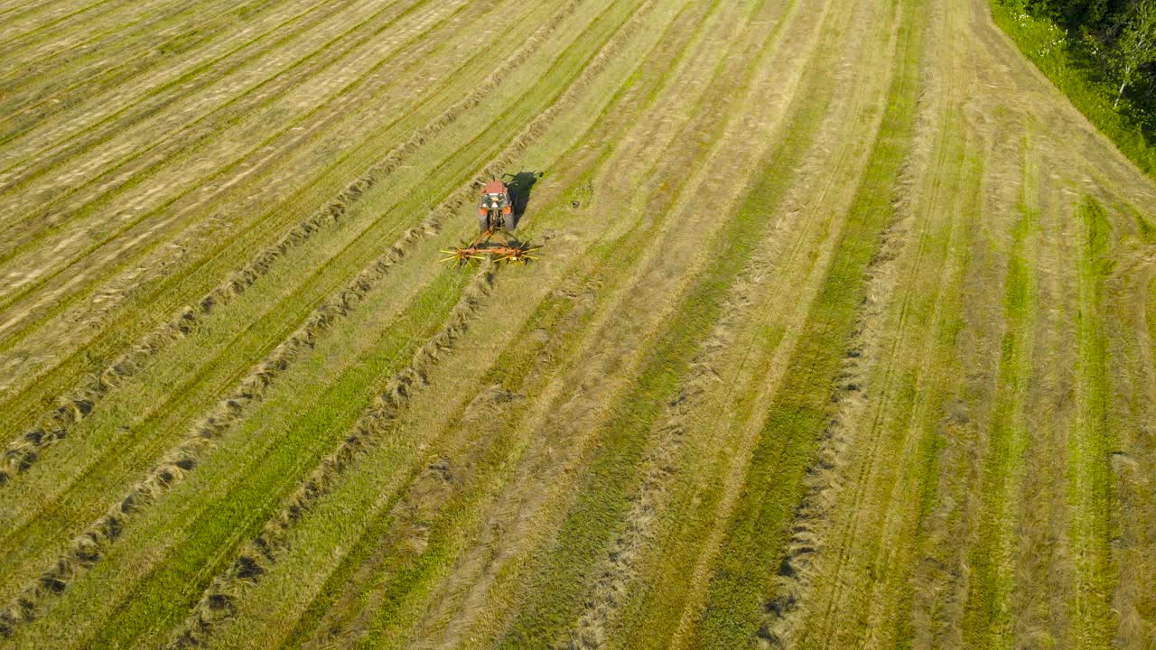 Aerial drone footage flying along a red tractor that is collecting silage hay and wheat behind it with spinning paddles and forming a pile of it in a line so hay bale rolls can be made. Sunny farmland