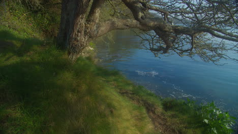 Exuberante-Pradera-Verde-Y-árbol-Sin-Hojas-En-La-Tranquila-Orilla-Del-Lago---Toma-Media-De-Enfoque-Suave