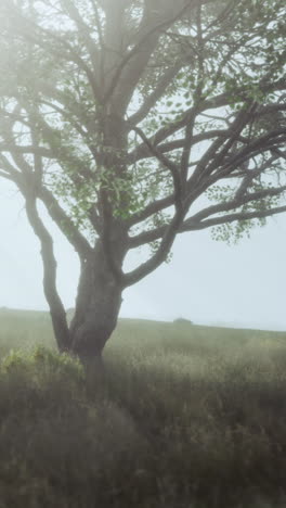 misty morning in a field with a solitary tree