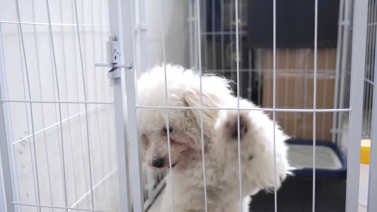 Piccolo cane bianco e soffice in piedi dietro le sbarre di un canile, che guarda verso la telecamera e zampetta al cancello, evidenziando il salvataggio di animali domestici, l'adozione, il benessere degli animali e la cura in rifugio.
