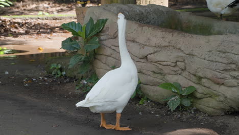 White-Domestic-Goose-Walking-in-Farm-Poultry-in-Indonesian-Village---Tracking-shot