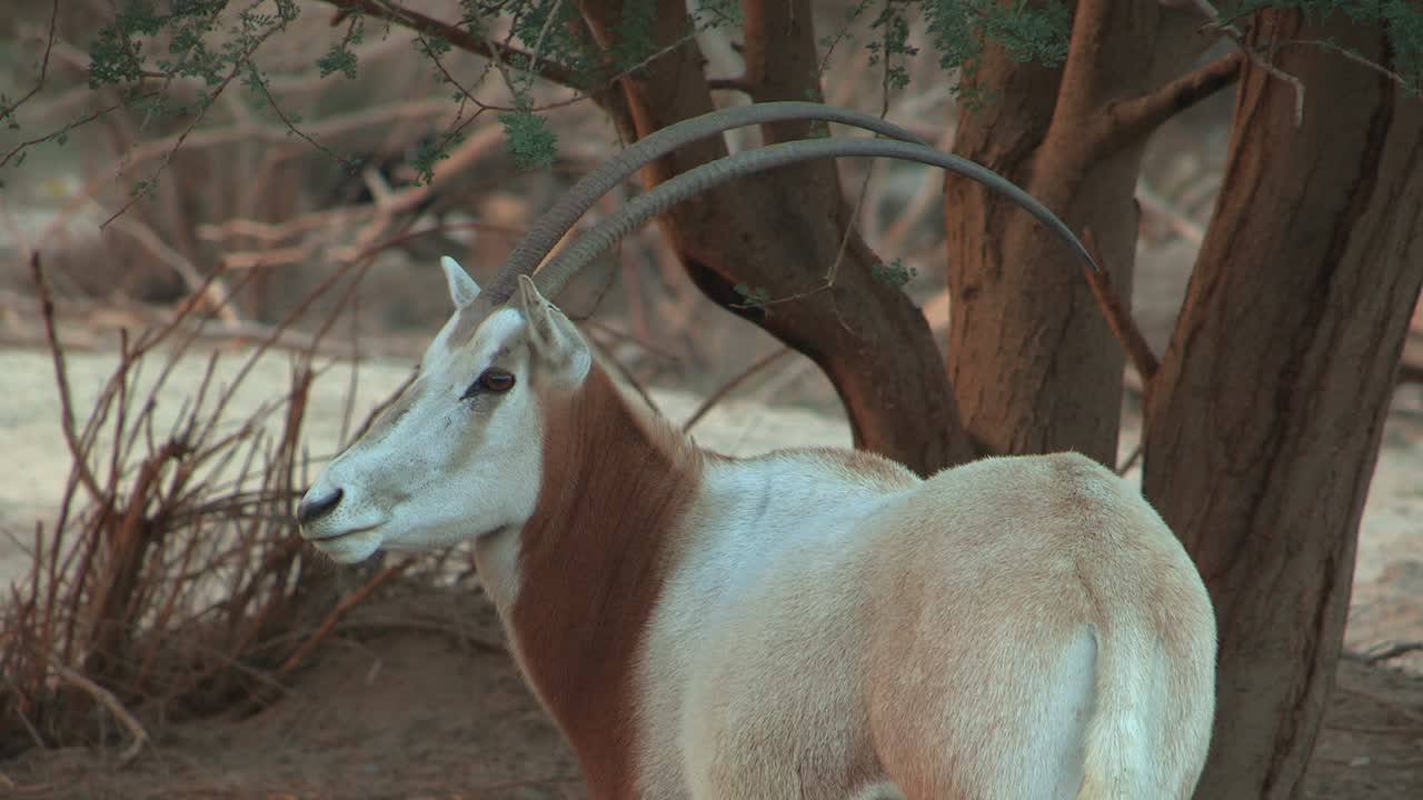 Scimitar Oryx in captive-breeding program in Israel.
