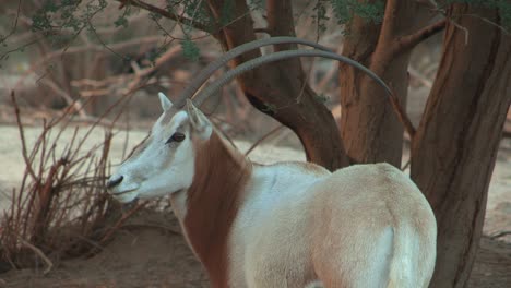 scimitar oryx in captive-breeding program in israel.
