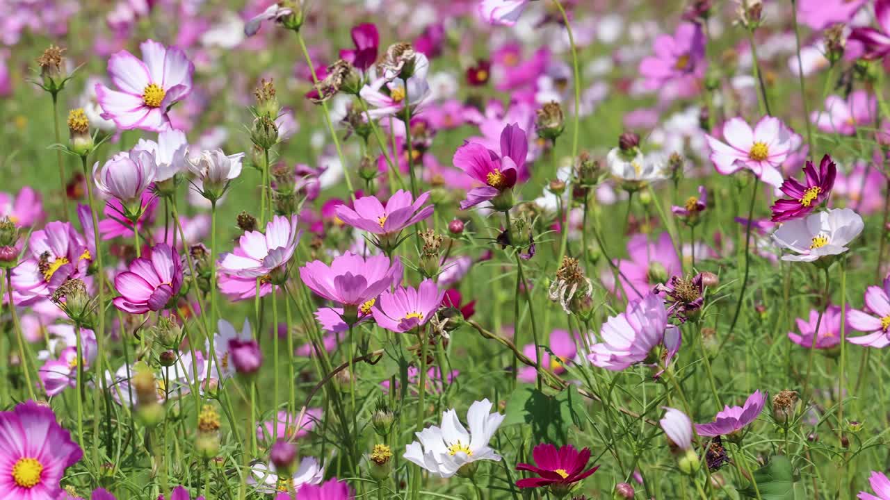 静止したワイドショットで、色とりどりのコスモスの花が明るい自然光の中で優しく揺れる様子を捉えています。