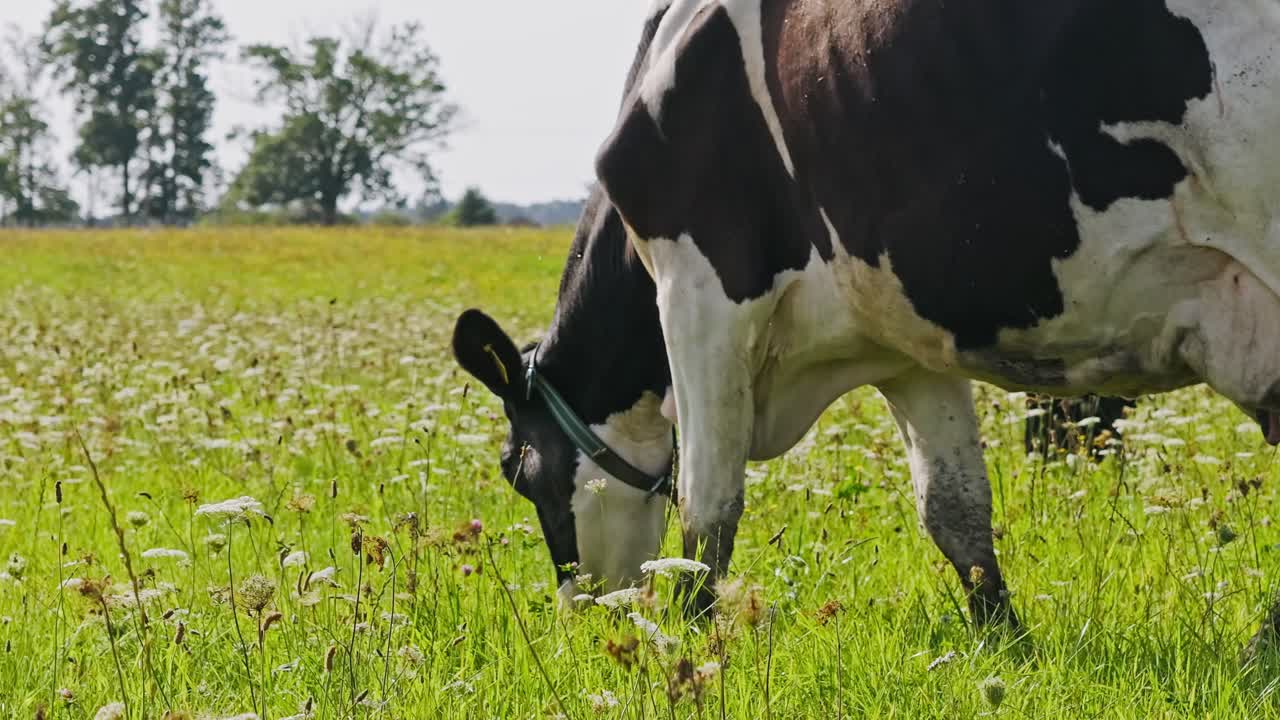 Slow moving cow in summer grassland symbolizing calm european pastoral life