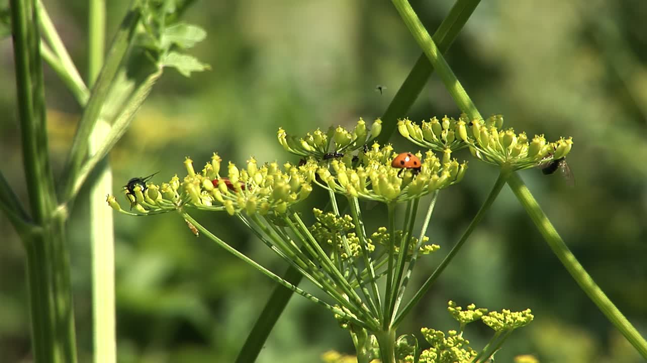 un primer plano de hierbas con moscas, mariquitas y otros insectos en ellas