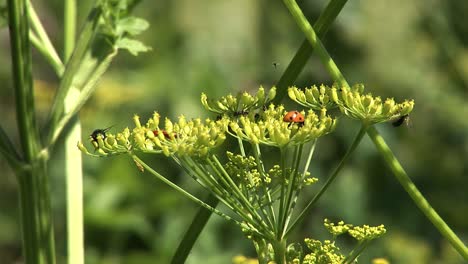 a close-up shot of herbs with flies, ladybugs, and other bugs on them