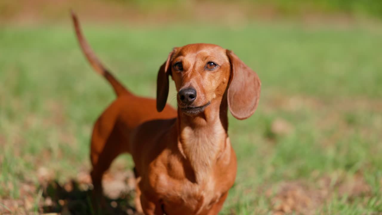 A red dachshund wags her tail joyfully while standing on green grass, captured in slow motion. The playful and endearing movement creates a heartwarming backyard scene.